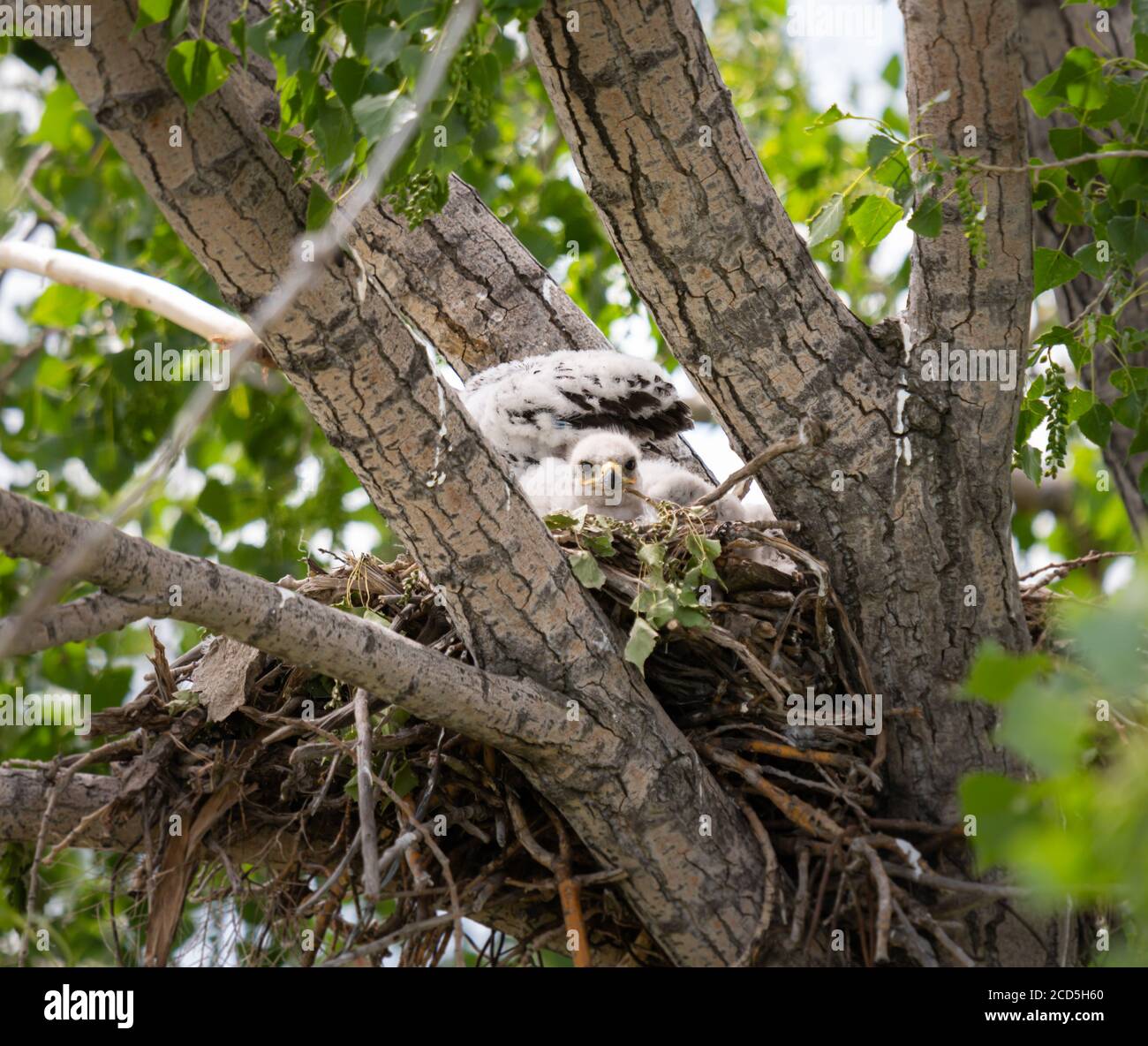 Red tailed hawk nest Stock Photo - Alamy