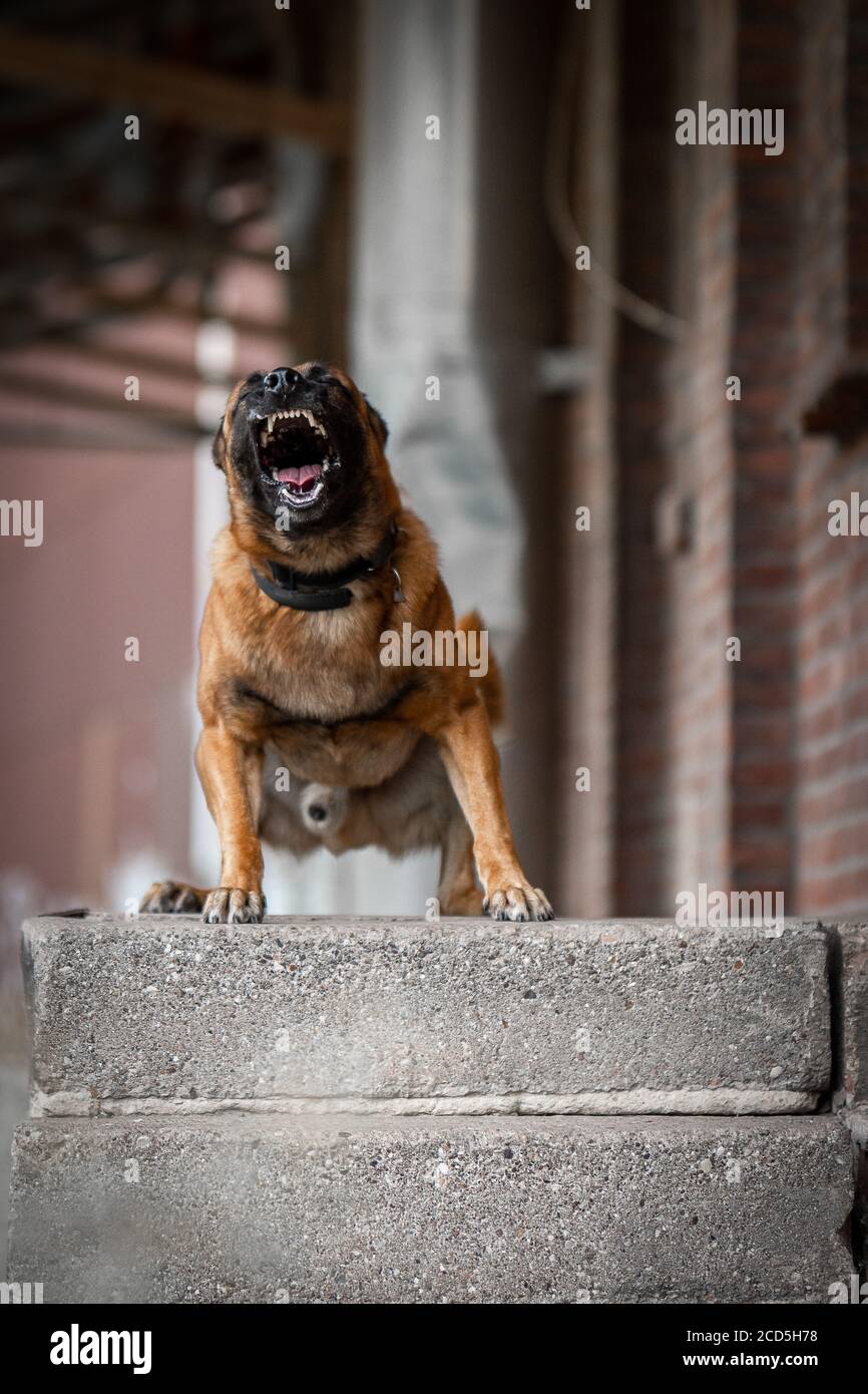 Aggressive belgian shepherd malinois dog barks teeth Stock Photo