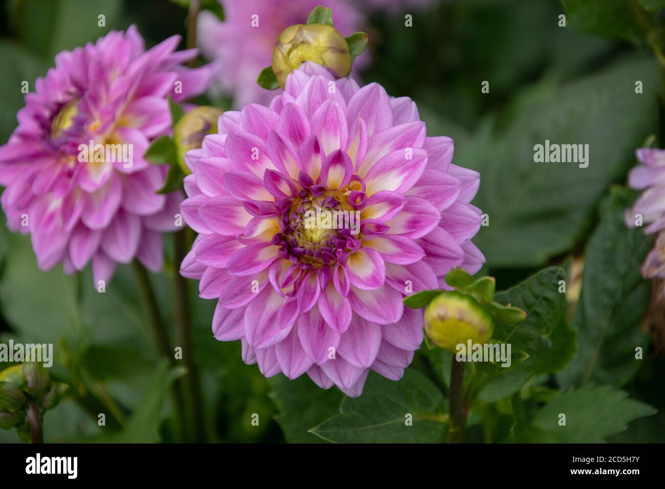 Beautiful close up shot bright hi-res stock photography and images - Alamy