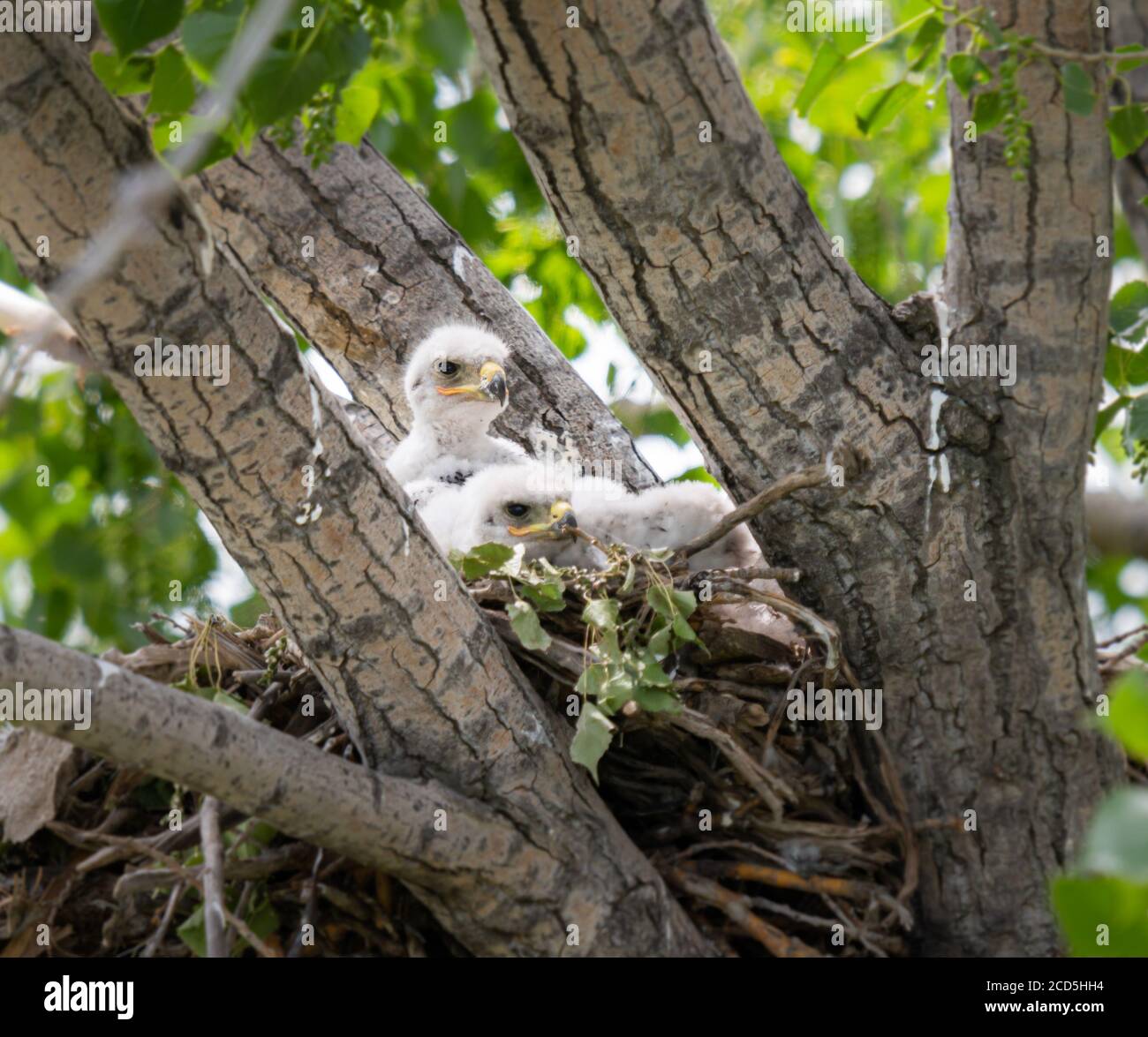 Red tailed hawk nest Stock Photo Alamy