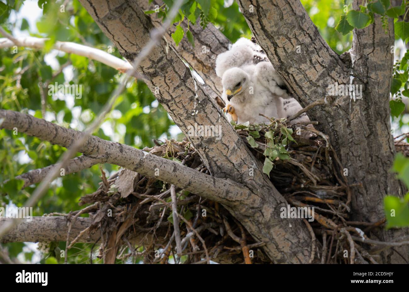 Red tailed hawk nest Stock Photo Alamy