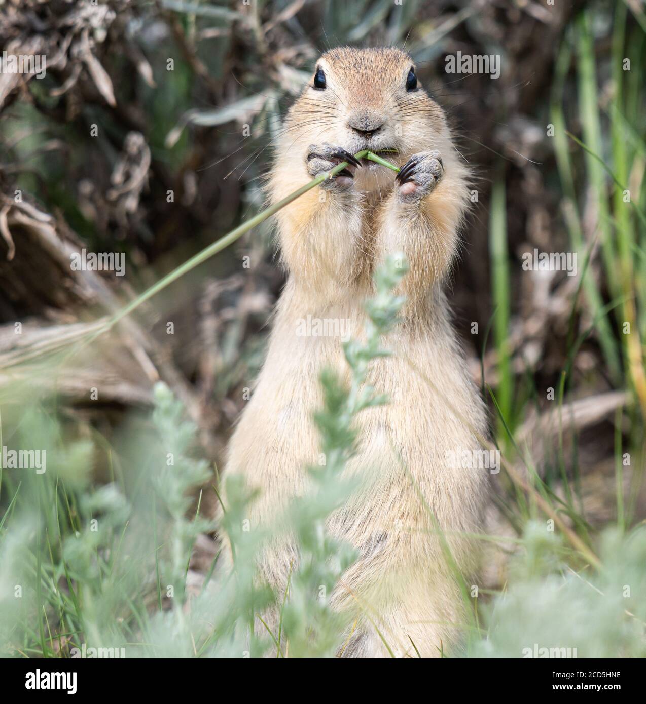 Richardson ground squirrel Stock Photo - Alamy