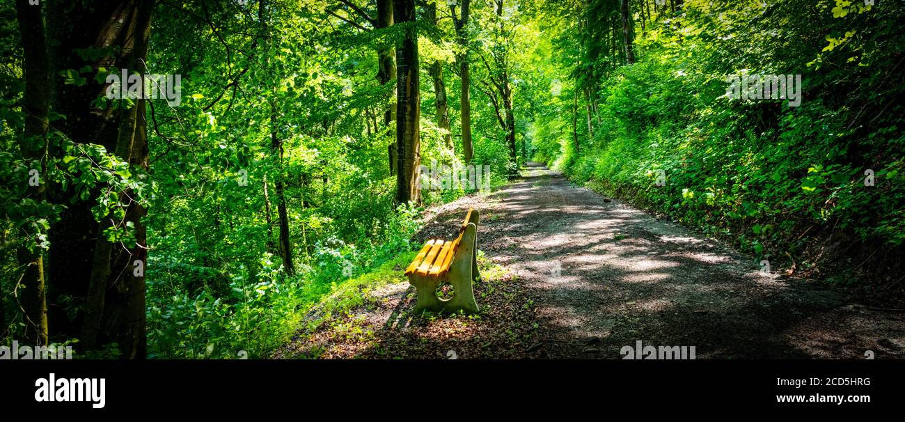 Bench along a footpath through the forest in springtime Stock Photo