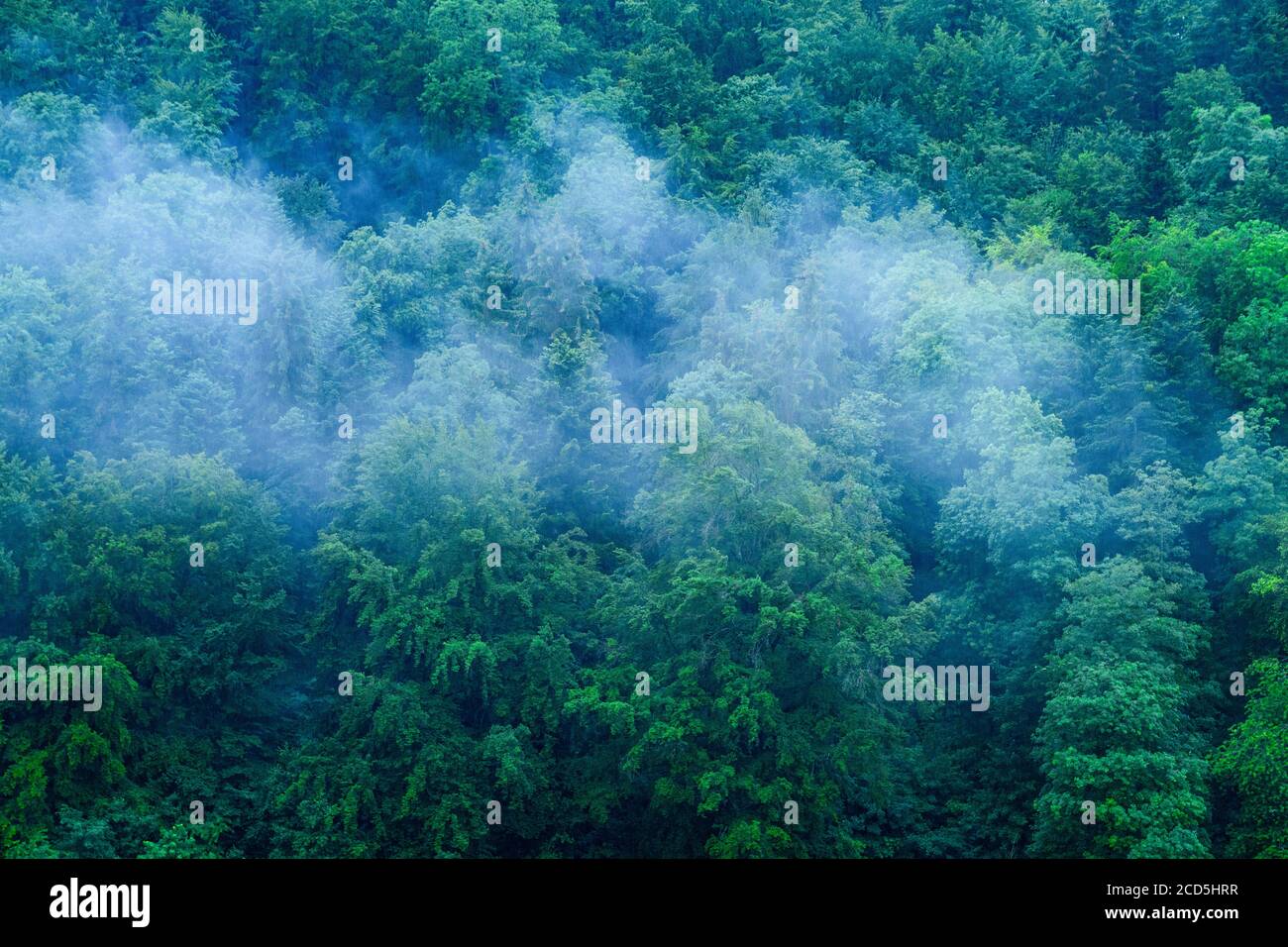 Light fog over lush forest in springtime Stock Photo