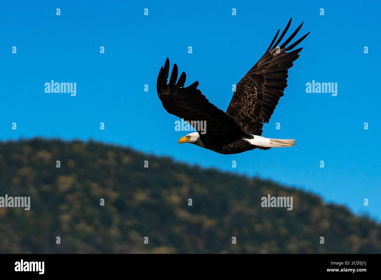 Bald eagle soaring in-flight, eagles flying. Oregon, Ashland, Emigrant Lake, Summer Stock Photo