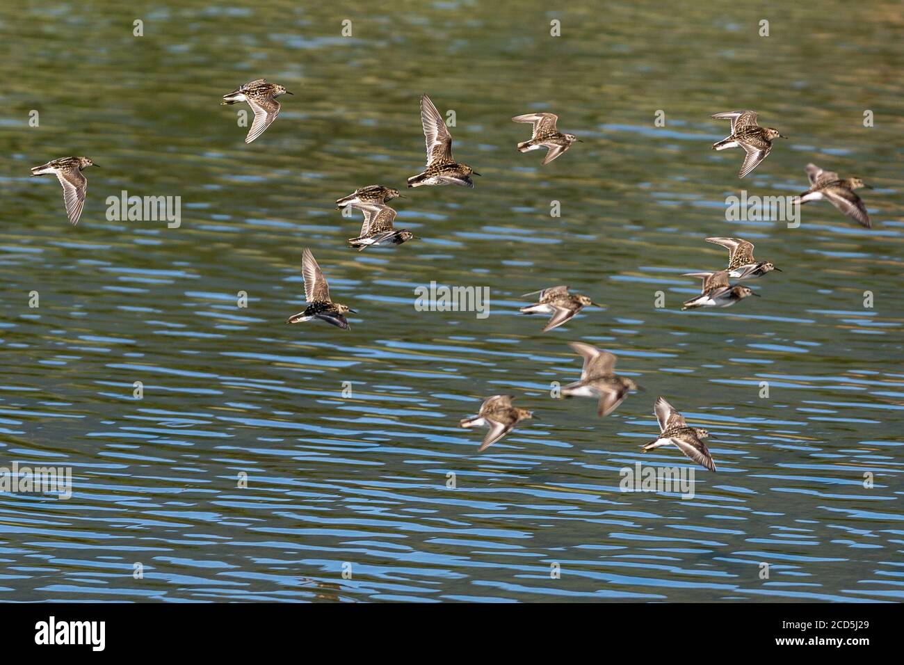 Least Sandpipers shorebirds flying over water, flock of birds in-flight. Oregon, Ashland, Emigrant Lake, Summer Stock Photo