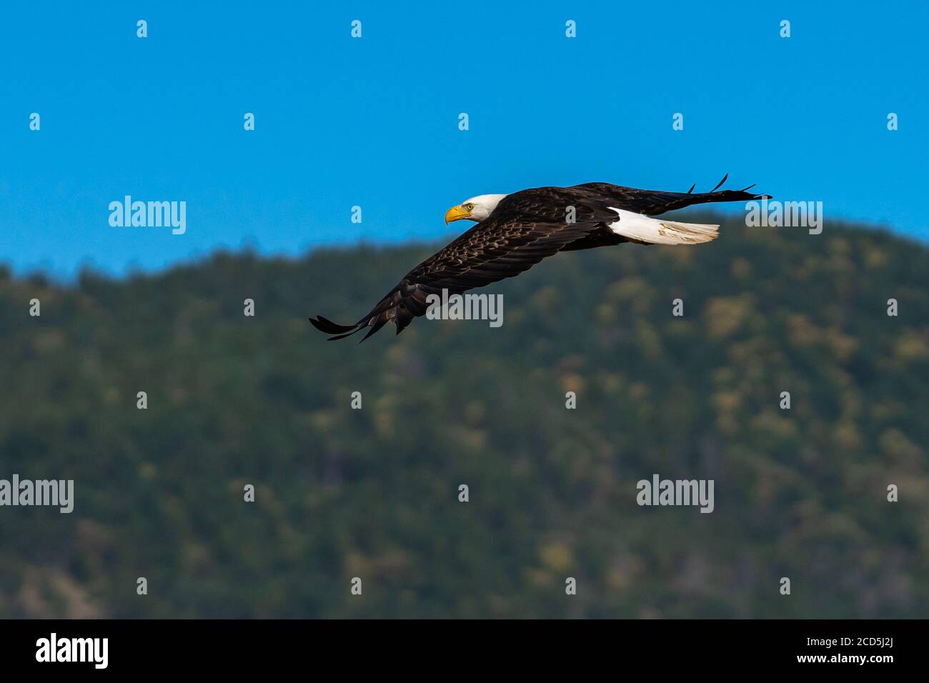 Bald eagle soaring in-flight, eagles flying. Oregon, Ashland, Emigrant Lake, Summer Stock Photo