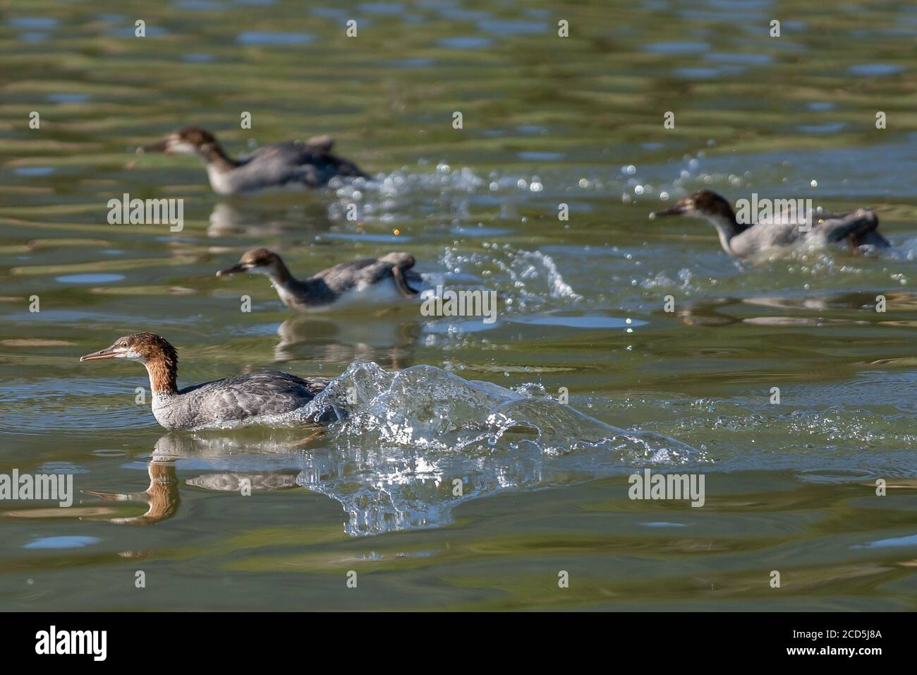 Common Mergansers swimming on the water going after fish. Oregon, Ashland, Emigrant Lake, Summer Stock Photo