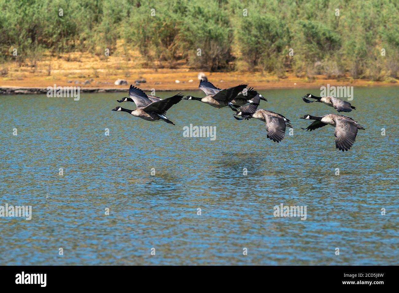 Canada geese flock flying over the water. Oregon, Ashland, Emigrant Lake, Summer Stock Photo