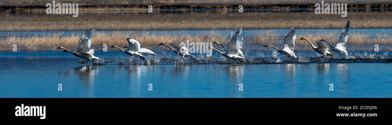 Flock of swans taking off from water in flight swan flying, Oregon, Merrill, Lower Klamath National Wildlife Refuge, Winter Stock Photo