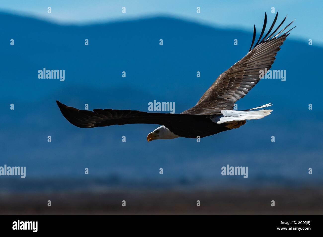 Bald eagle in flight eagles flying, California, Tulelake, Tule Lake National Wildlife Refuge, Winter Stock Photo
