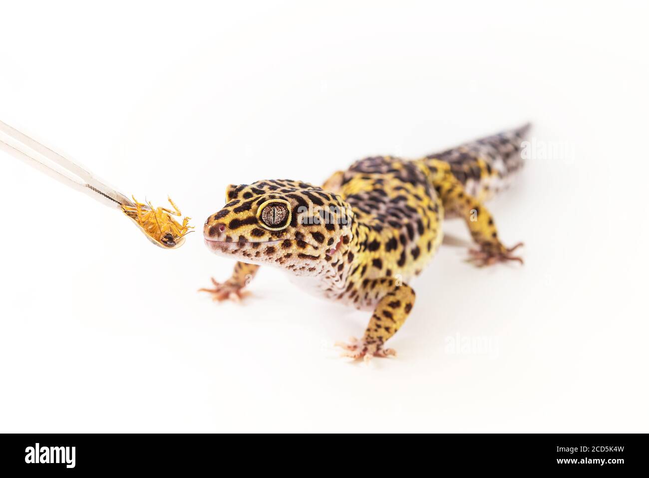 Leopard Gecko High Resolution Stock Photography And Images Alamy