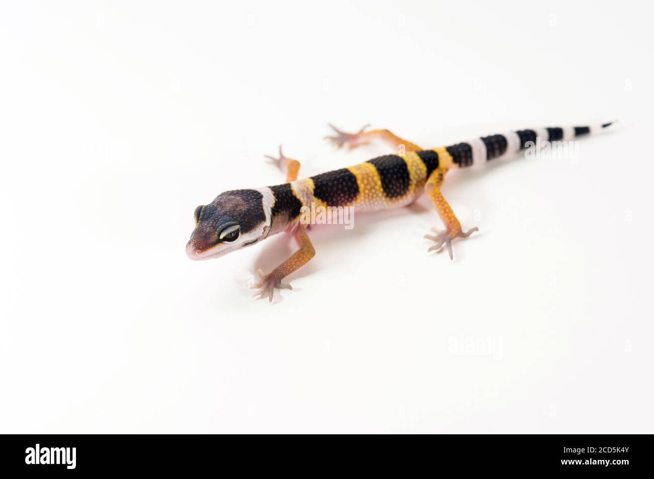 Eublepharis Macularius Is Cute Leopard Gecko Little Lizard On A White Background Stock Photo Alamy