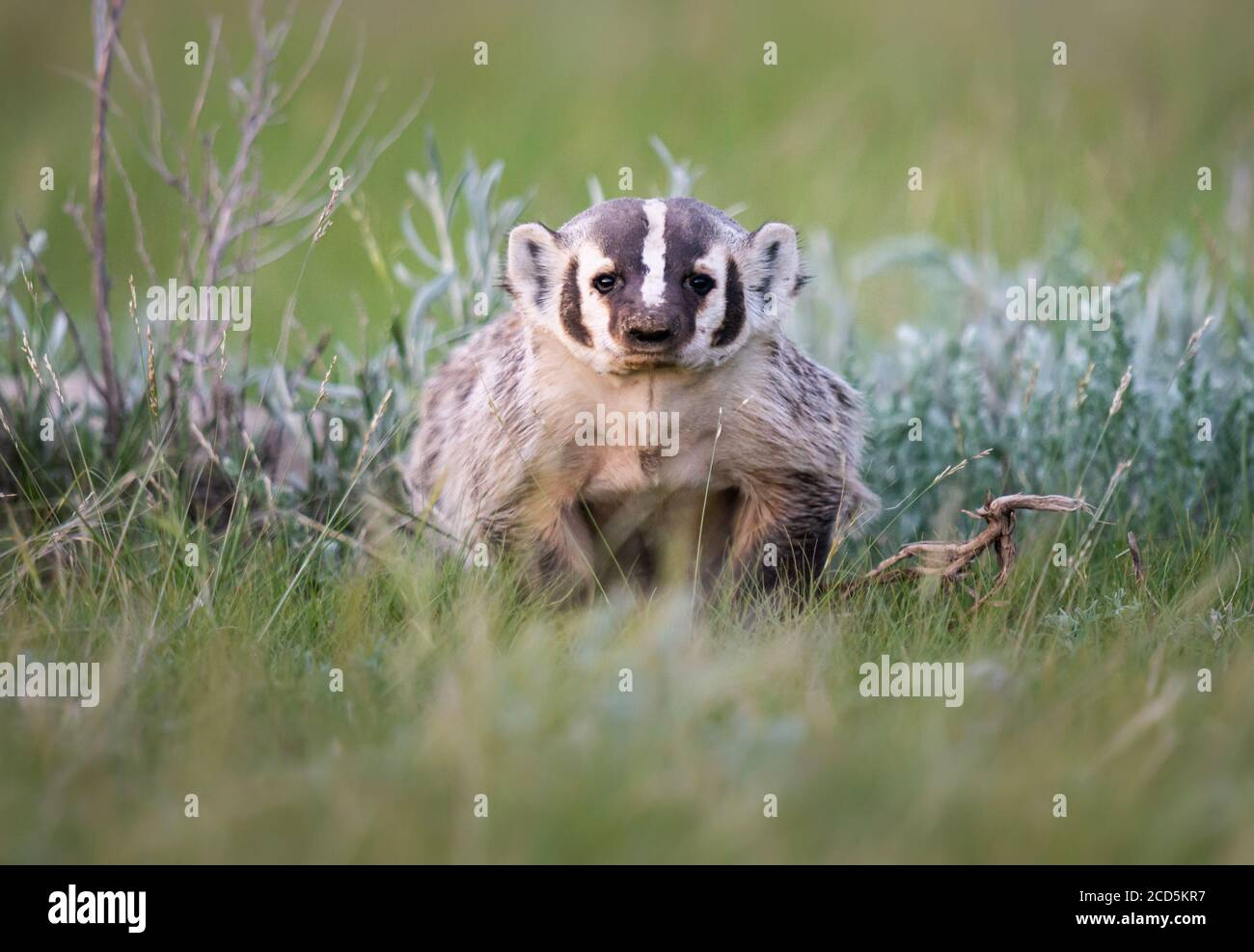 Badger in the Canadian wilderness Stock Photo Alamy