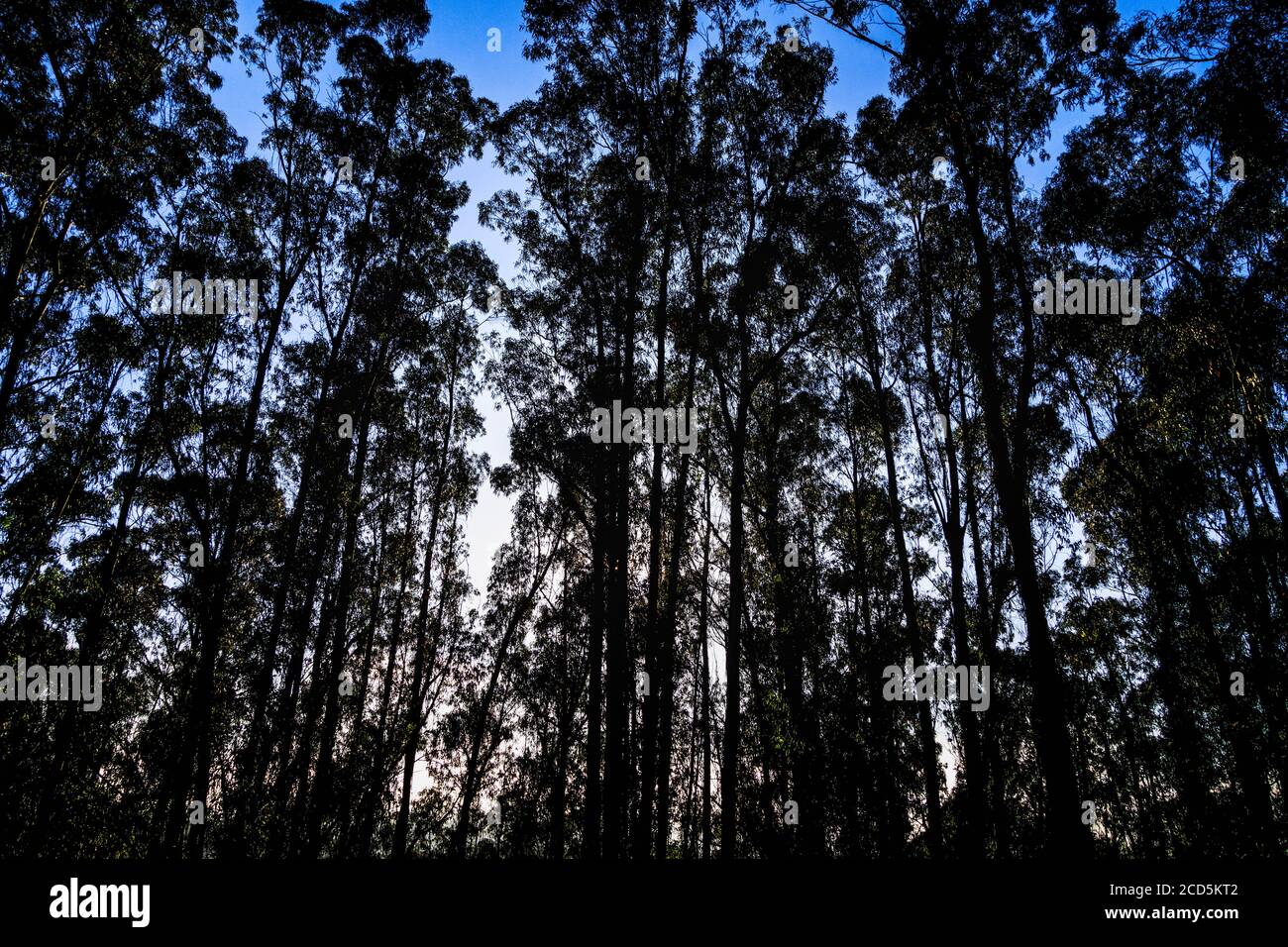 View of Eucalyptus forest, Berkley hills, California, USA Stock Photo
