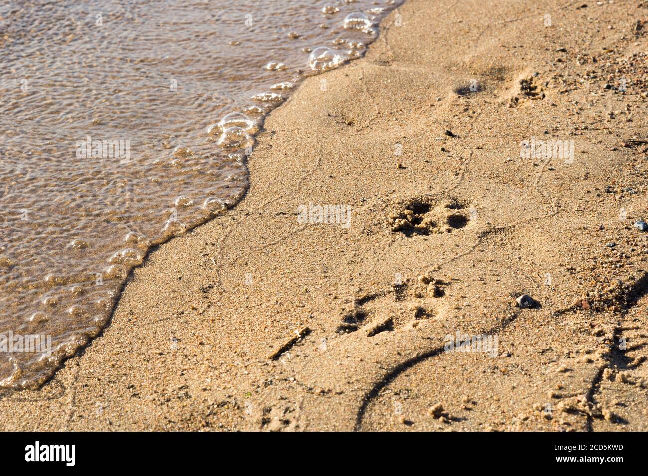 Dog footprints in the sand. Sea beach on a sunny day, surfline. Copy space. Stock Photo