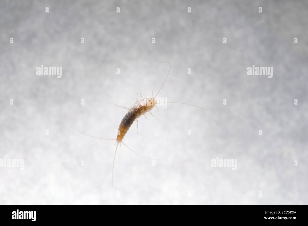 Firebrat (Thermobia domestica), a species of silverfish. Insect Lepisma saccharina in normal habitat. Stock Photo