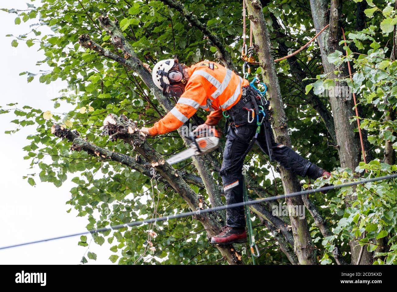 An arboriculturist in protective clothing and climbing gear pruning branches on a row of lime trees with a chainsaw, London, UK Stock Photo