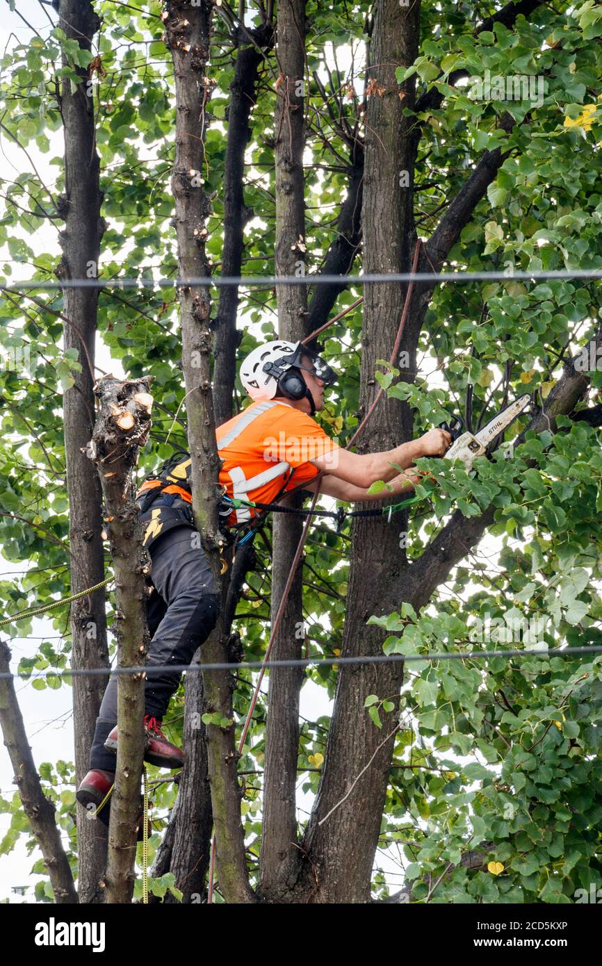 An arboriculturist in protective clothing and climbing gear pruning branches on a row of lime trees with a chainsaw, London, UK Stock Photo