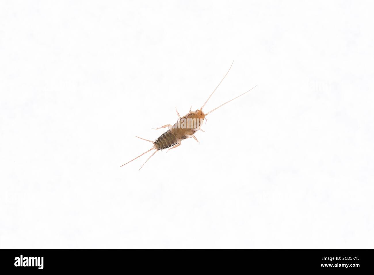 Bottom view of a Firebrat (Thermobia domestica), a species of silverfish.  Insect Lepisma saccharina in normal habitat Stock Photo - Alamy