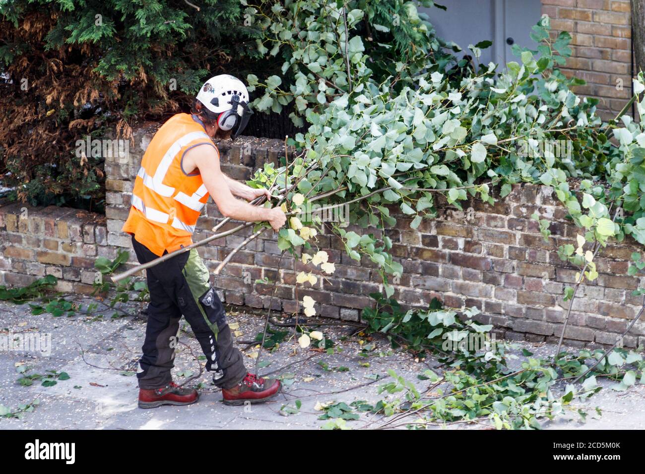 An arboriculturist in protective clothing gathering up cut branches to feed into a wood chipper, London, UK Stock Photo