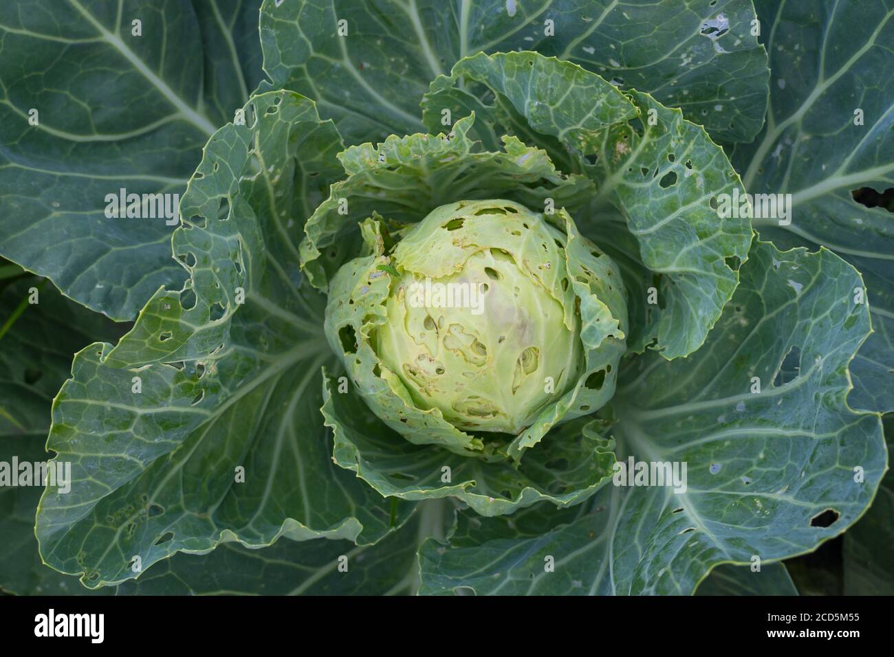 Cabbage eaten insects and pests on an agricultural field Stock Photo