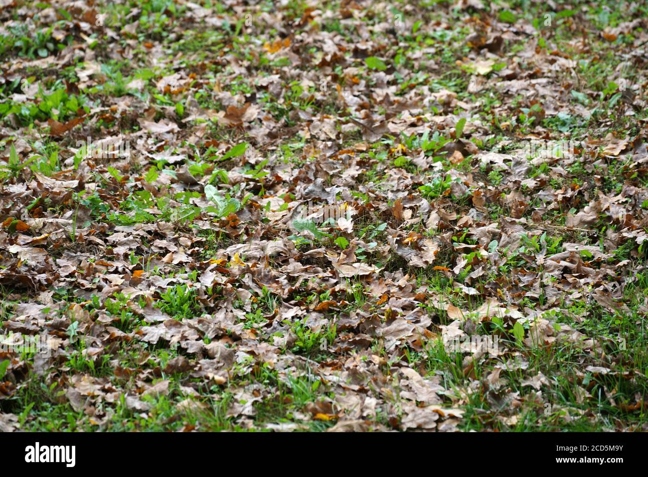 Beauty of fallen leaves hi-res stock photography and images - Alamy