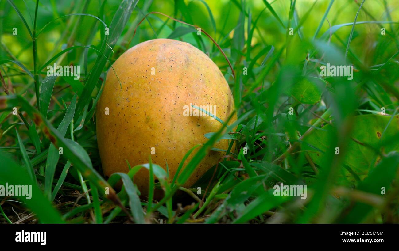 A ripe mango falling from a tree. Enhances the beauty of nature Stock