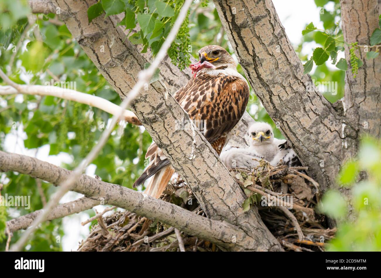 Red tailed hawk nest Stock Photo Alamy