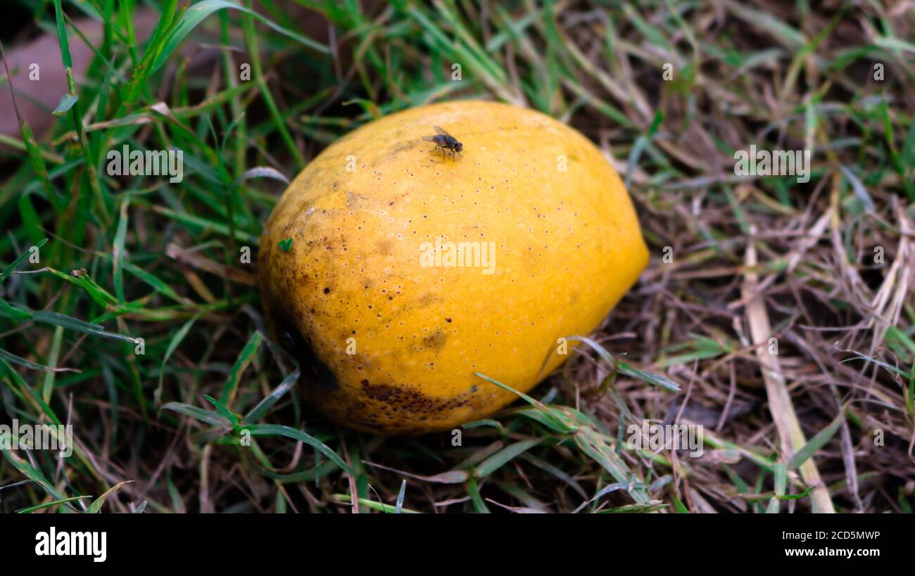 A ripe mango falling from a tree. Enhances the beauty of nature Stock