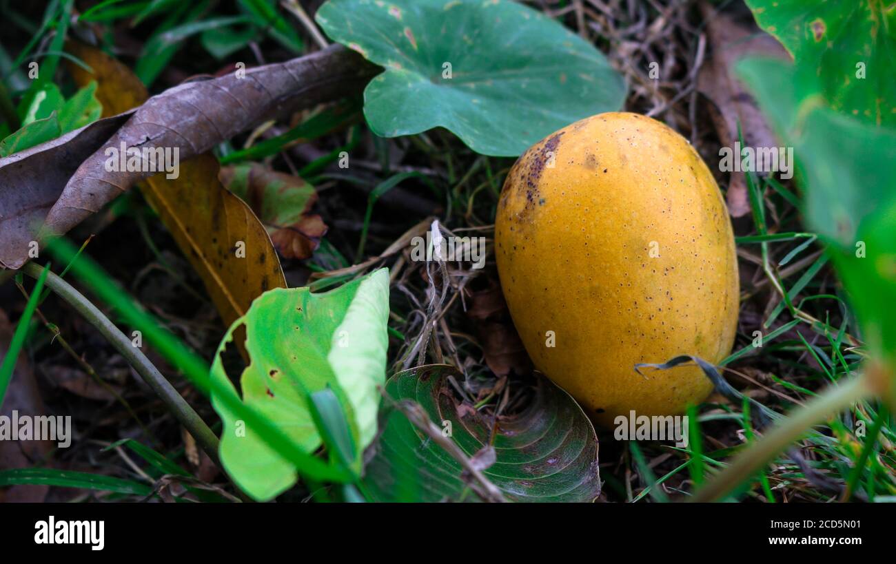 A ripe mango falling from a tree. Enhances the beauty of nature Stock