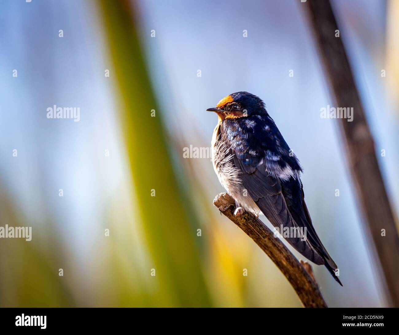 A swallow perches near his nest in the Travis Wetlands