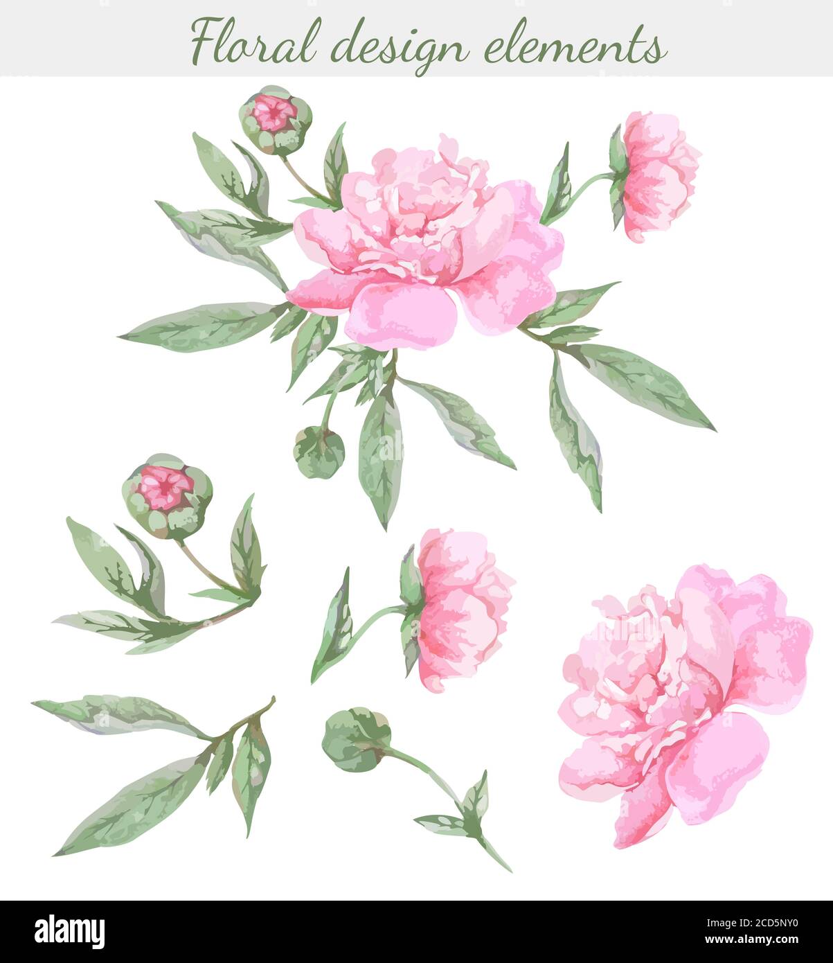 Set of peony leaves and flowers, isolated color vector illustration on ...
