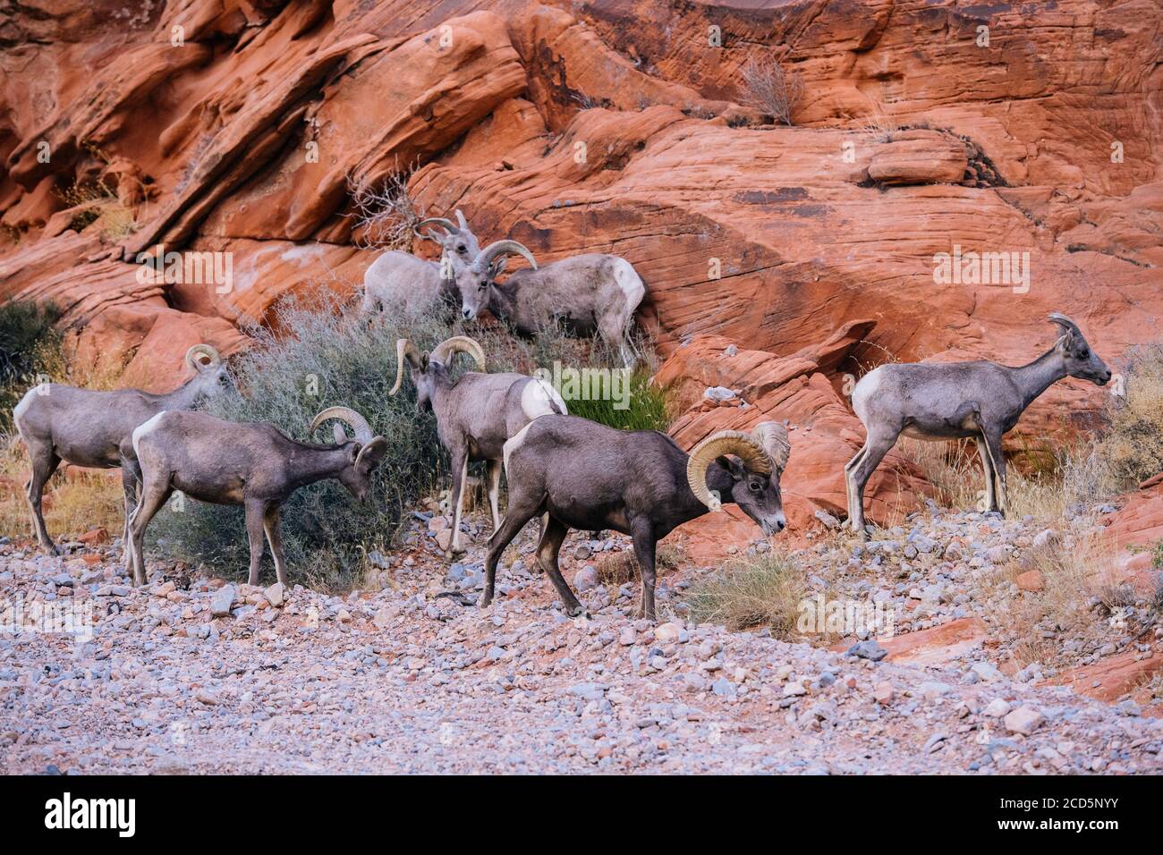 View of Big Horn Sheep (Ovis canadensis),  State Park, Mohave Desert, Overton, Nevada, USA Stock Photo