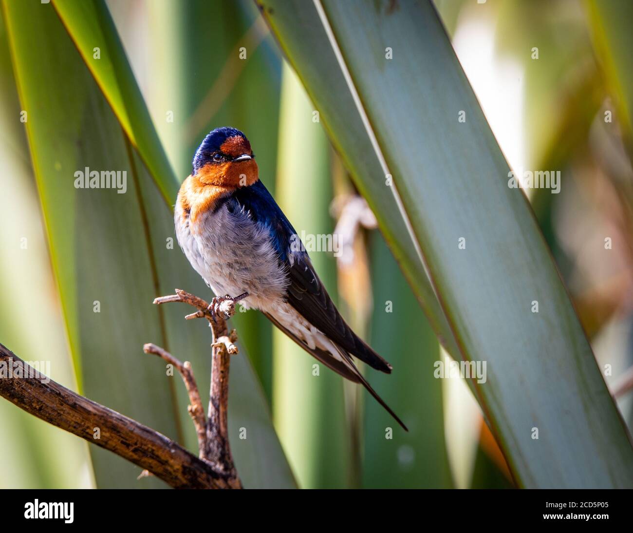 swallow hires stock photography and images Alamy