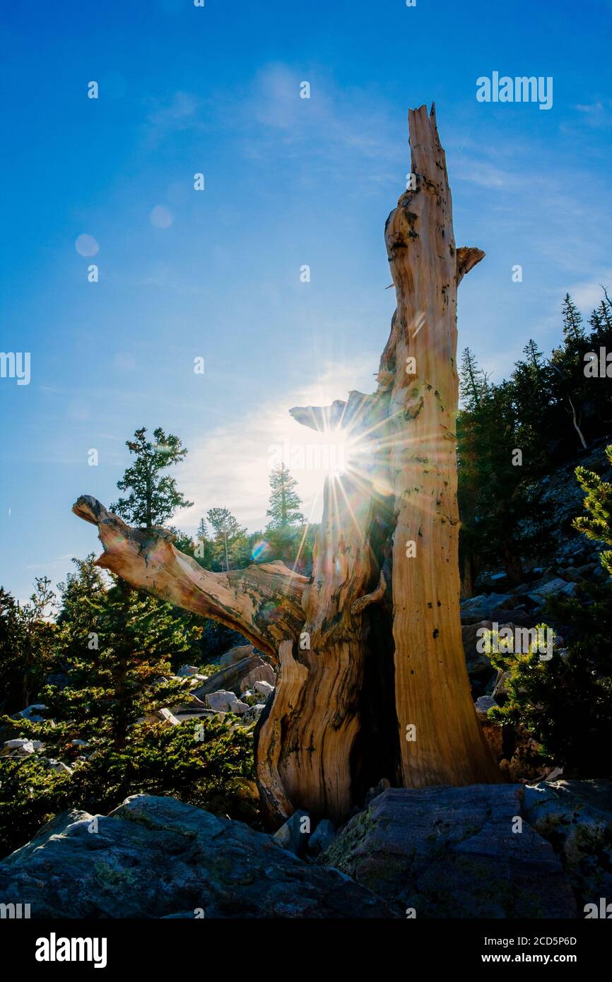 Bristlecone pine, Great Basin National Park, White Pine County, Nevada, USA Stock Photo