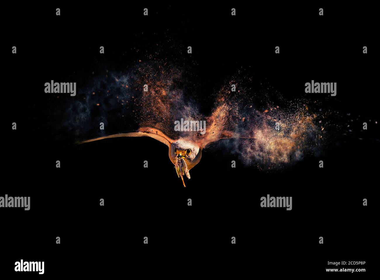 Flying bird. Dispersion, splatter effect. Black background. Stock Photo