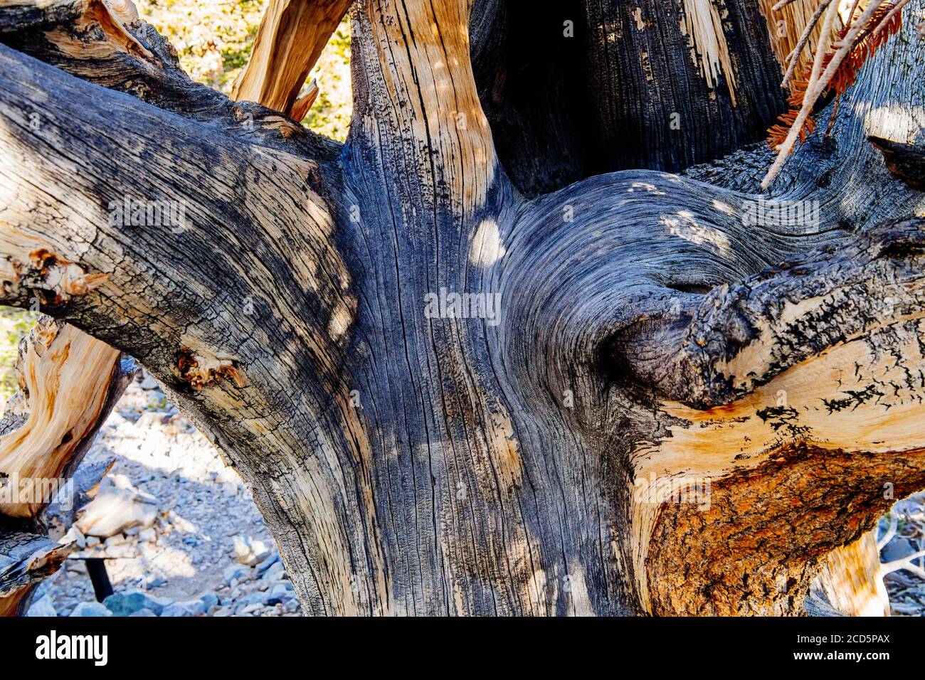 Closeup of bristlecone pine, Great Basin National Park, White Pine