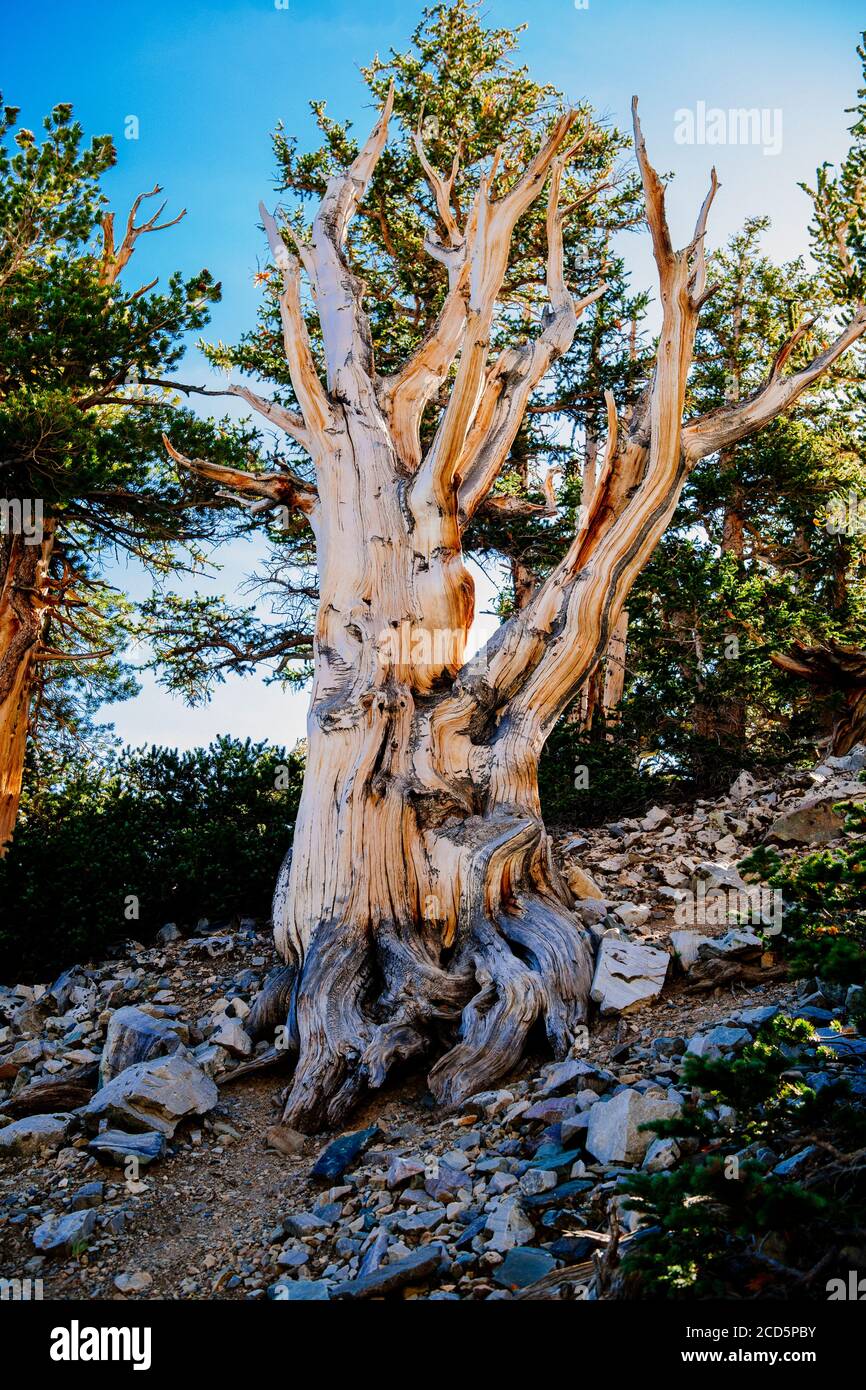 Bristlecone pine, Great Basin National Park, White Pine County, Nevada, USA Stock Photo