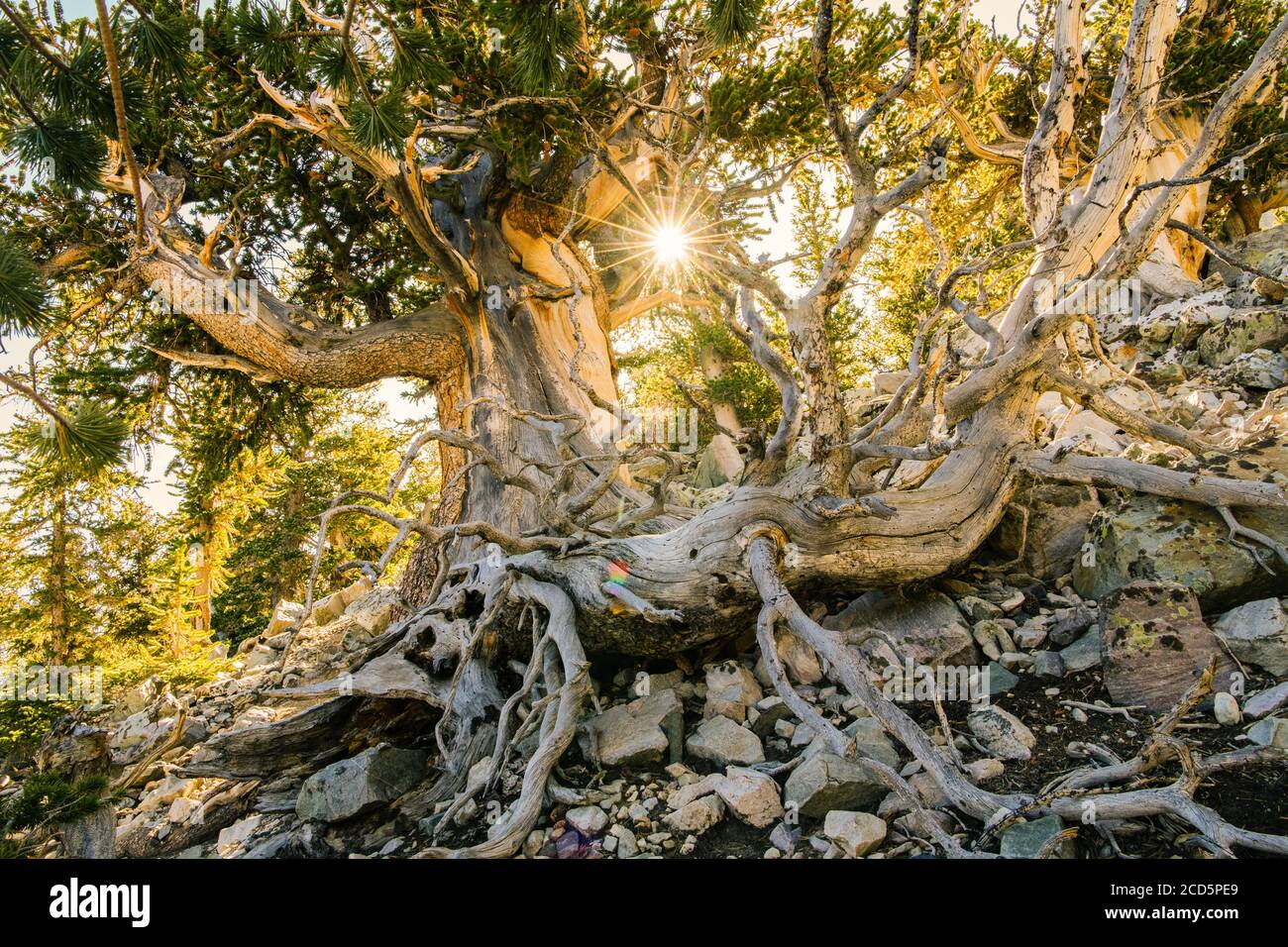 Bristlecone pine, Great Basin National Park, White Pine County, Nevada