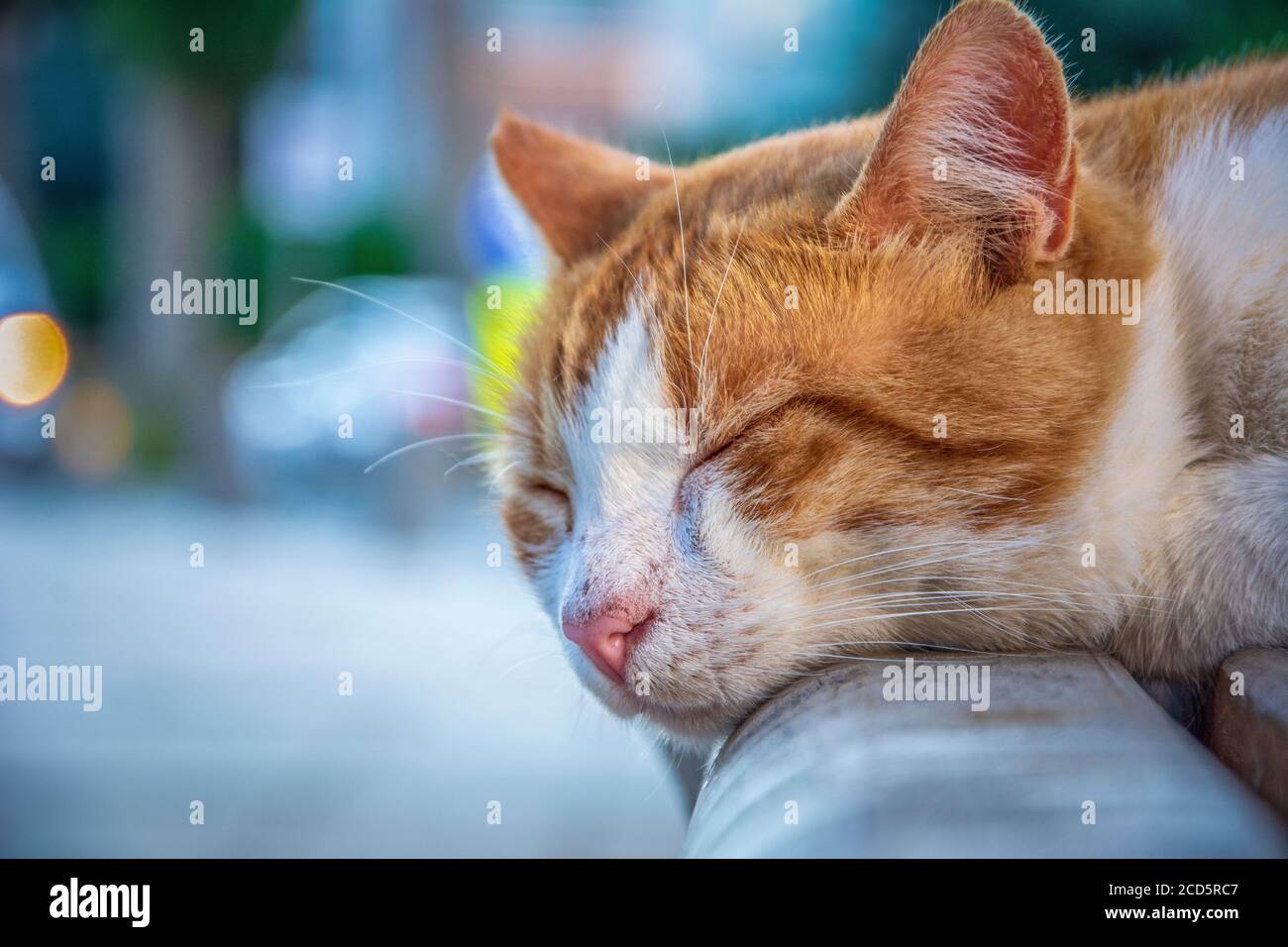 Stray cat sleeping on bench in close-up Stock Photo - Alamy