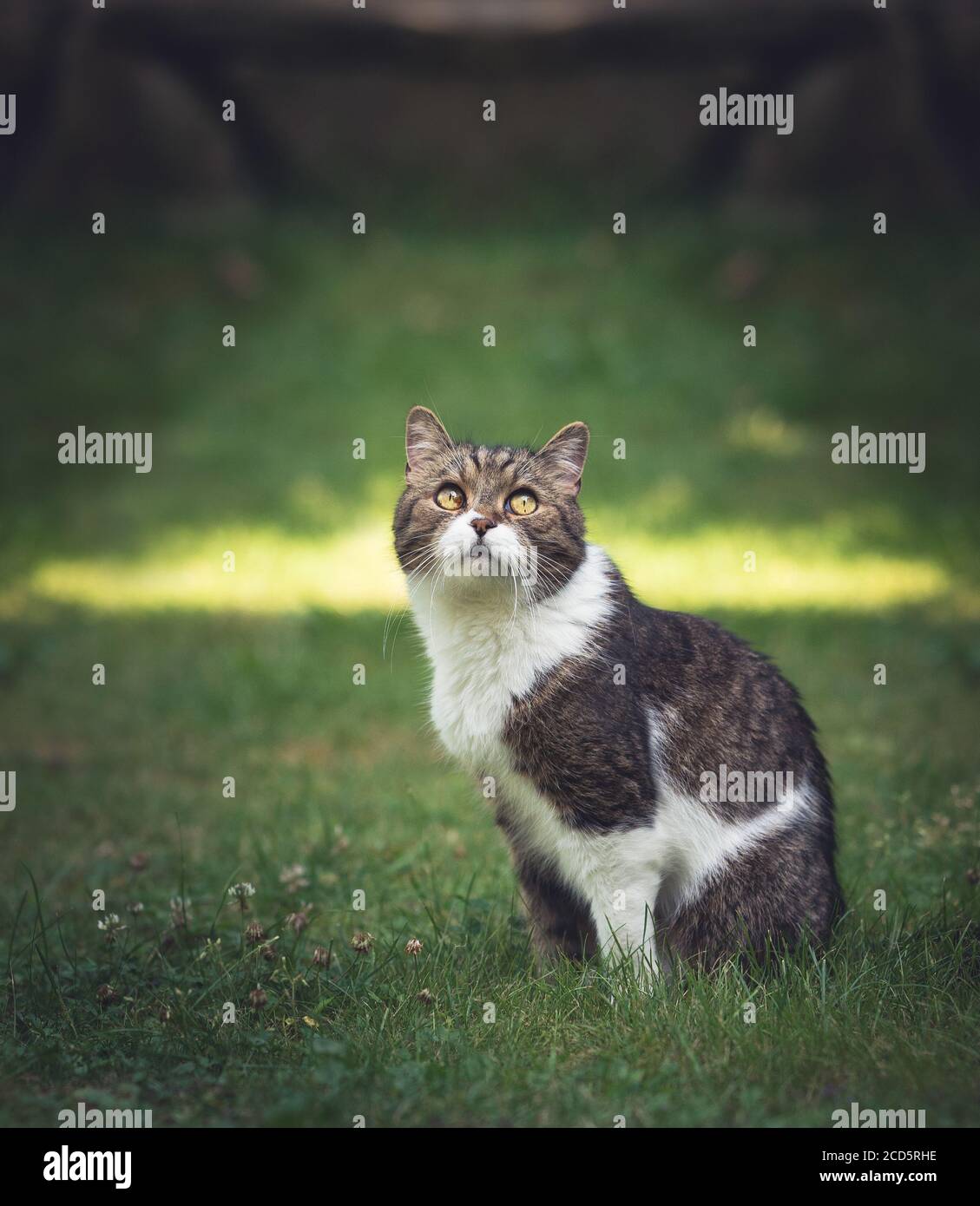 Portrait of tabby white british shorthair cat looking back outdoors hi ...