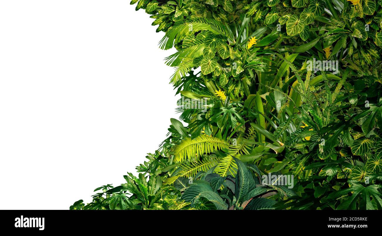 Tropical jungle as a blank frame with rich green plants as ferns and palm tree leaves found in southern hot climates as south America Hawaii. Stock Photo