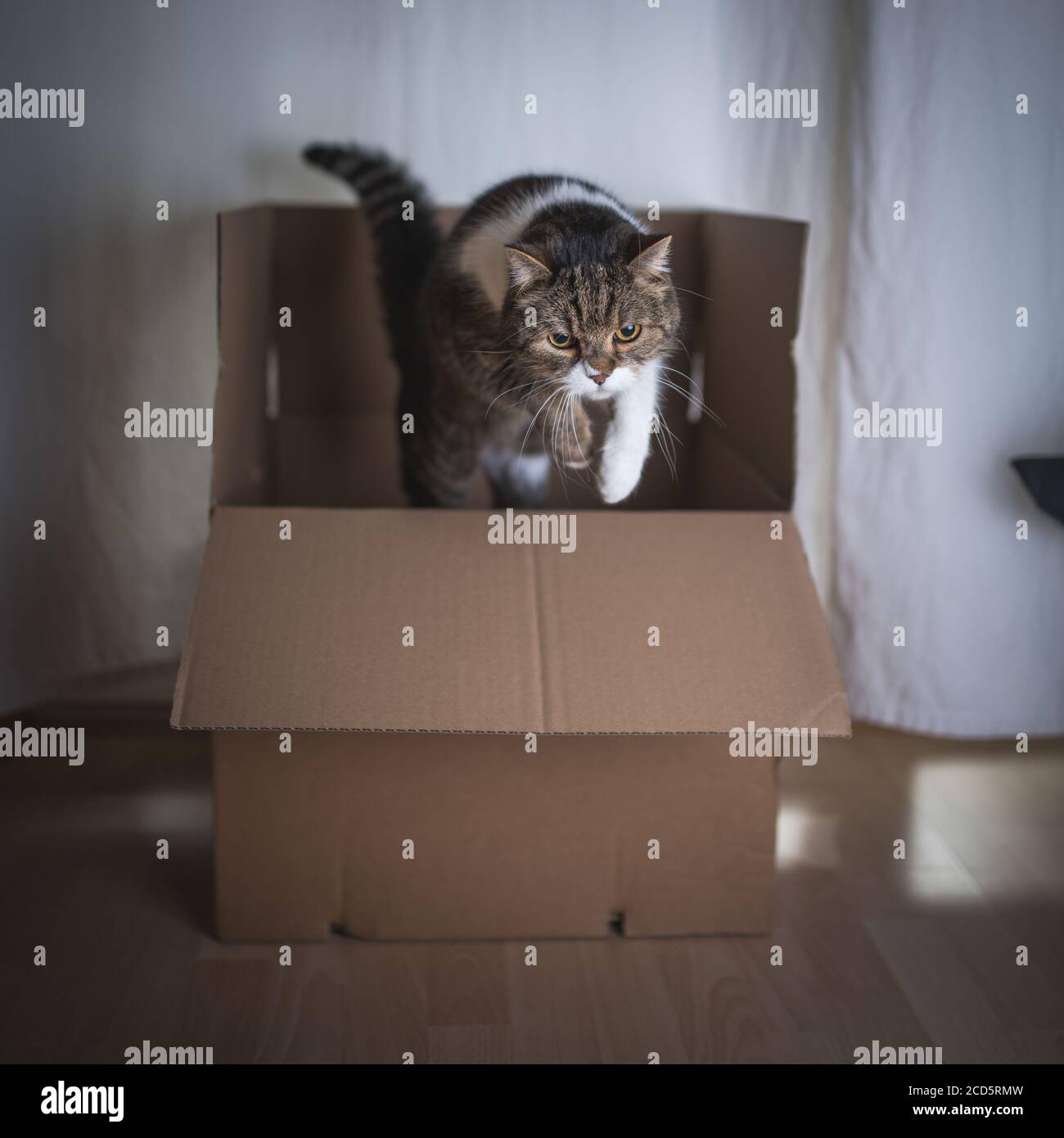 tabby british shorthair cat jumping out of a cardboard box Stock Photo
