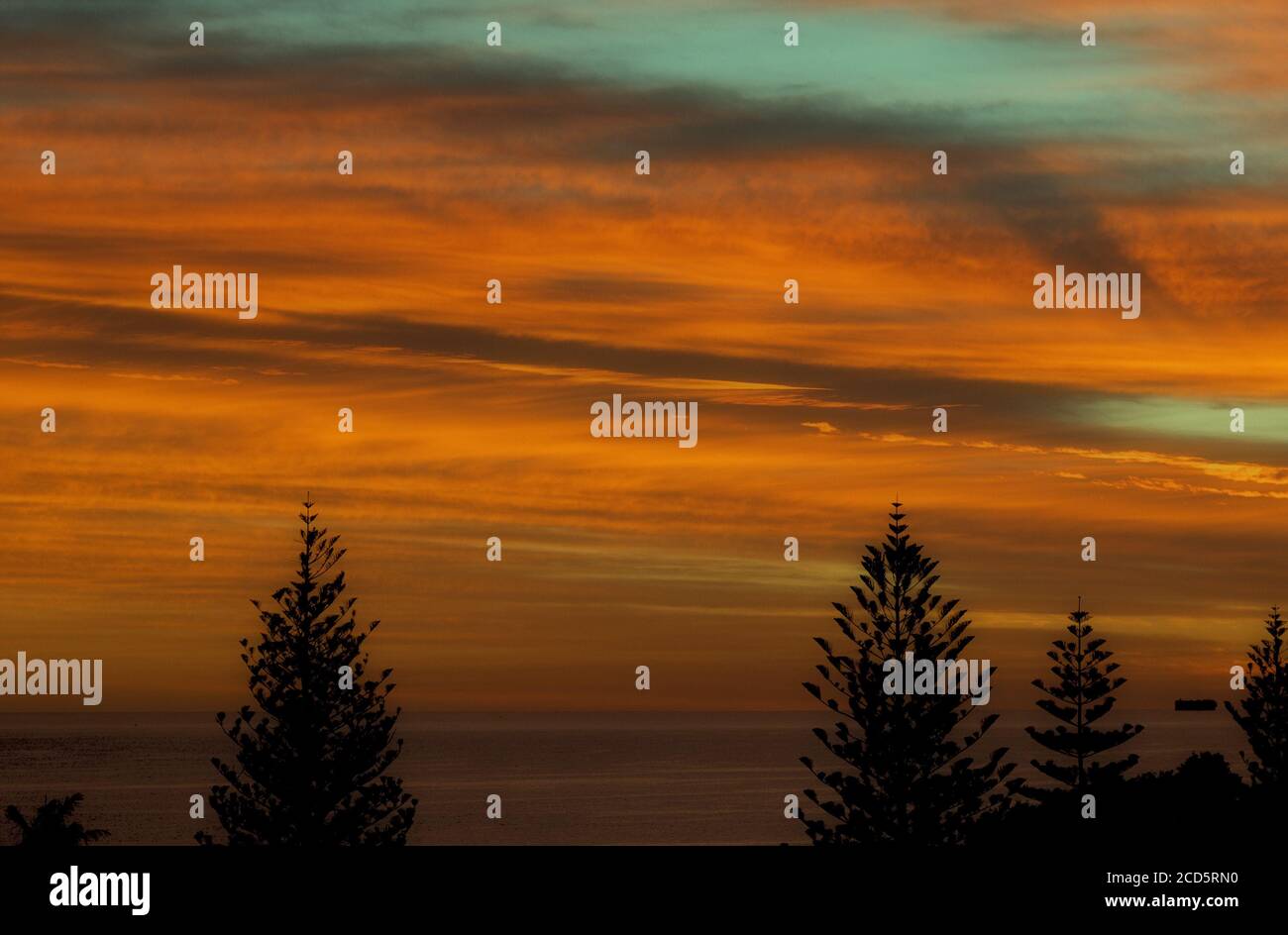 Silhouettes of trees under the golden sunset sky Stock Photo - Alamy