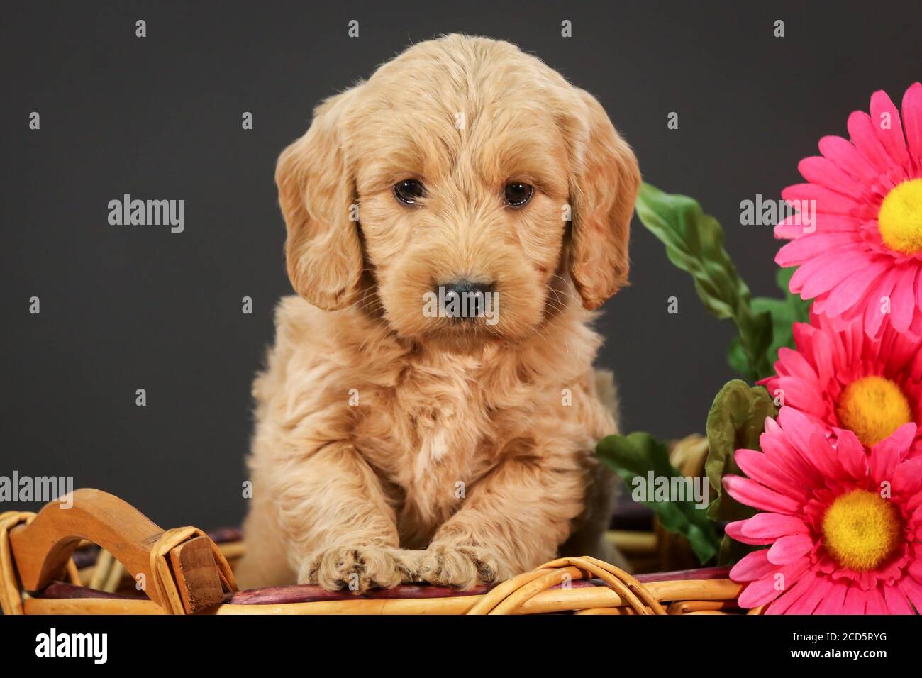 F1 Goldendoodle Puppy in a basket with black background Stock Photo