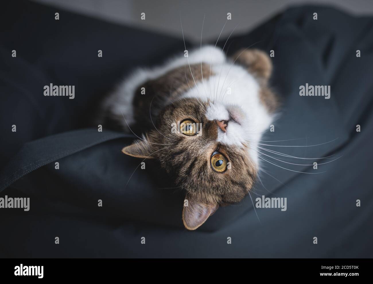 portrait of a tabby british shorthair cat relaxing on bean bag upside down looking at camera Stock Photo