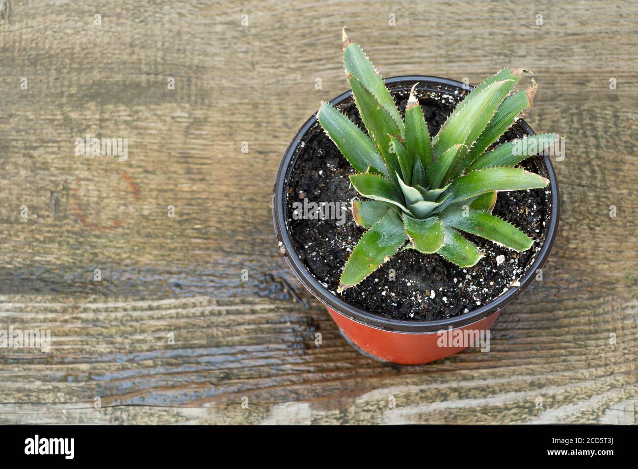 Pineapple in pot, how to grow pineapple at home concept. Stock Photo