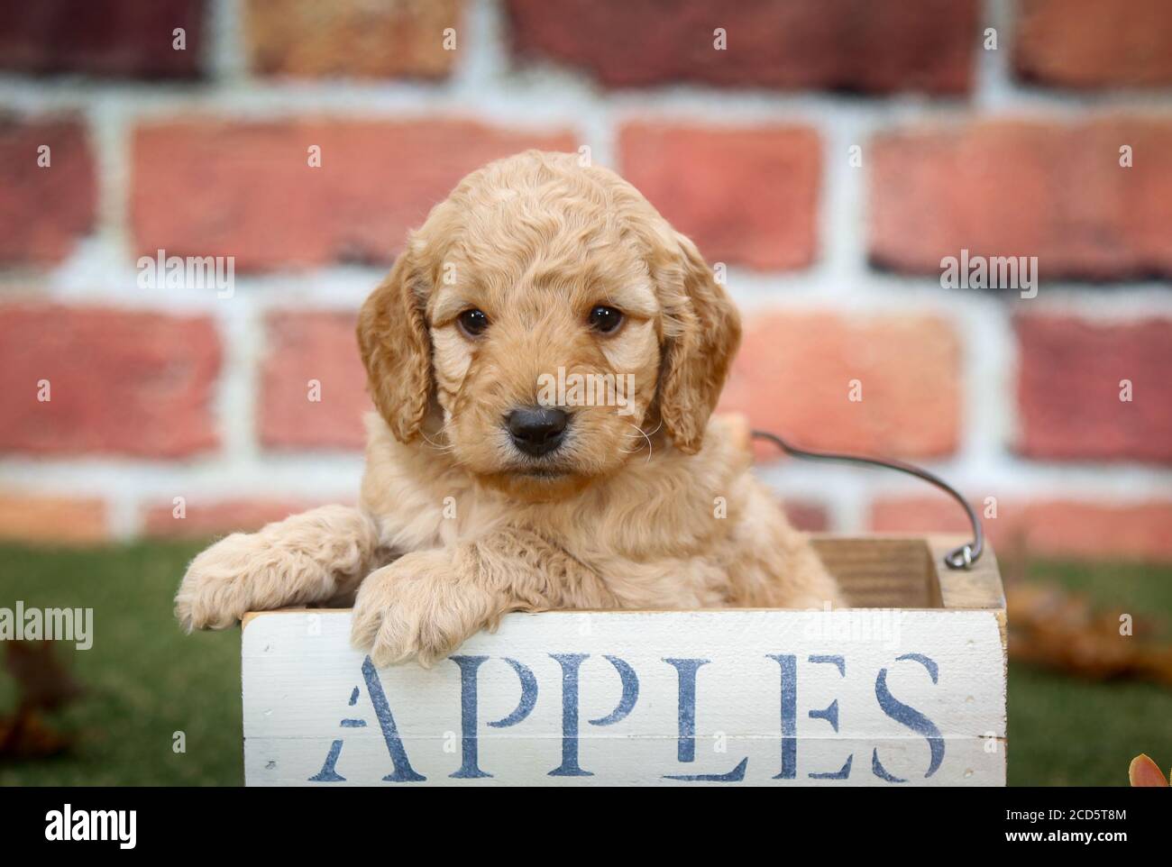 F1 Goldendoodle puppy sitting in a basket in front of brick wall Stock Photo