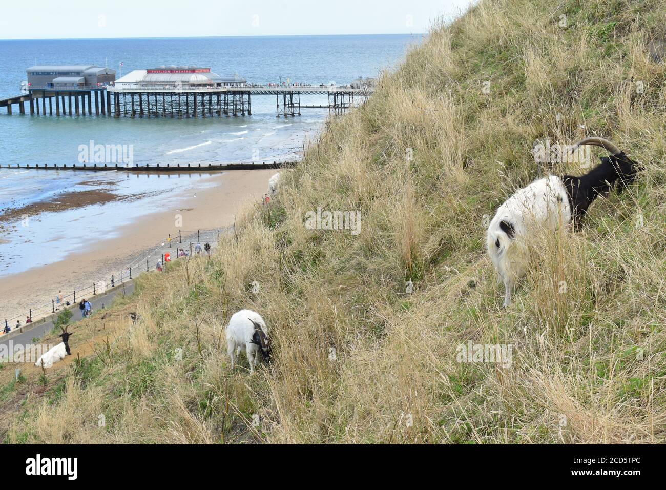 Bagot is Britain’s oldest goat breed that developed in English lowlands. Bagots are hardy easy to tame very popular with Cromer residents and visitors Stock Photo